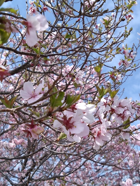 狭山池の桜の花見 花粉症特に夕方からひどい: 83歳の生活記録 元気印でゆこう